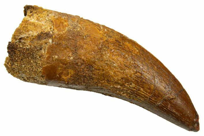 Serrated, Carcharodontosaurus Tooth - Real Dinosaur Tooth #329878